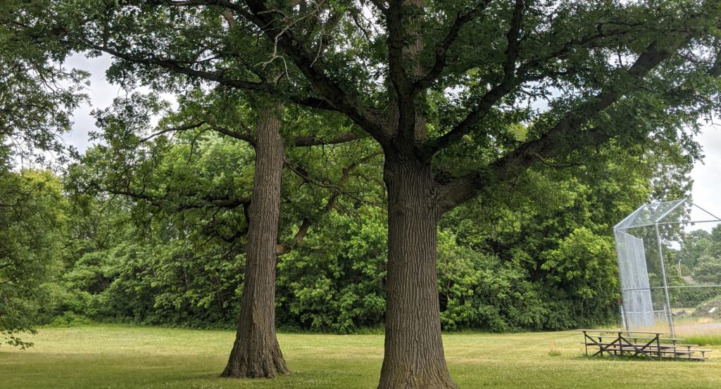 trees and a baseball diamond