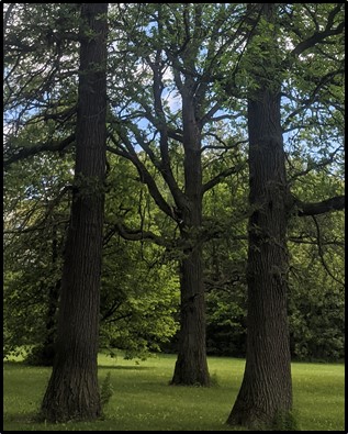 three trees