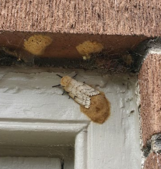 Female with egg masses