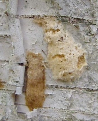 New, fresh egg mass(left) from which caterpillars will hatch next spring and an old egg mass from last year that is already empty  (right)