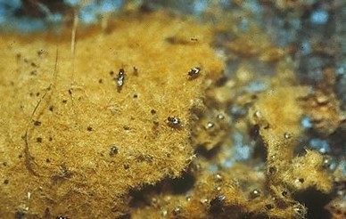 Parasitoid wasps on an egg mass