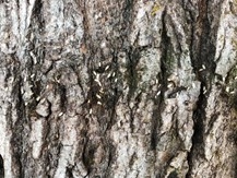 Rice-sized cocoon potentially hosting the parasitoid wasps (gypsy moth predator)