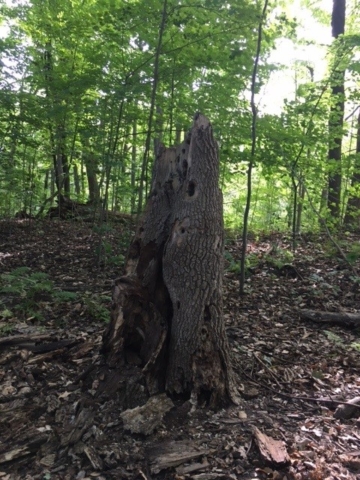 old tree snag in Elmhurst forest