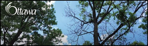 ash trees and the sky