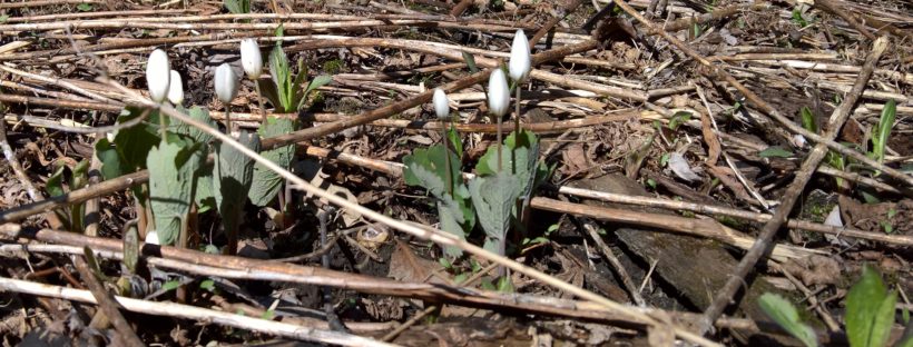 white crocus sprouting