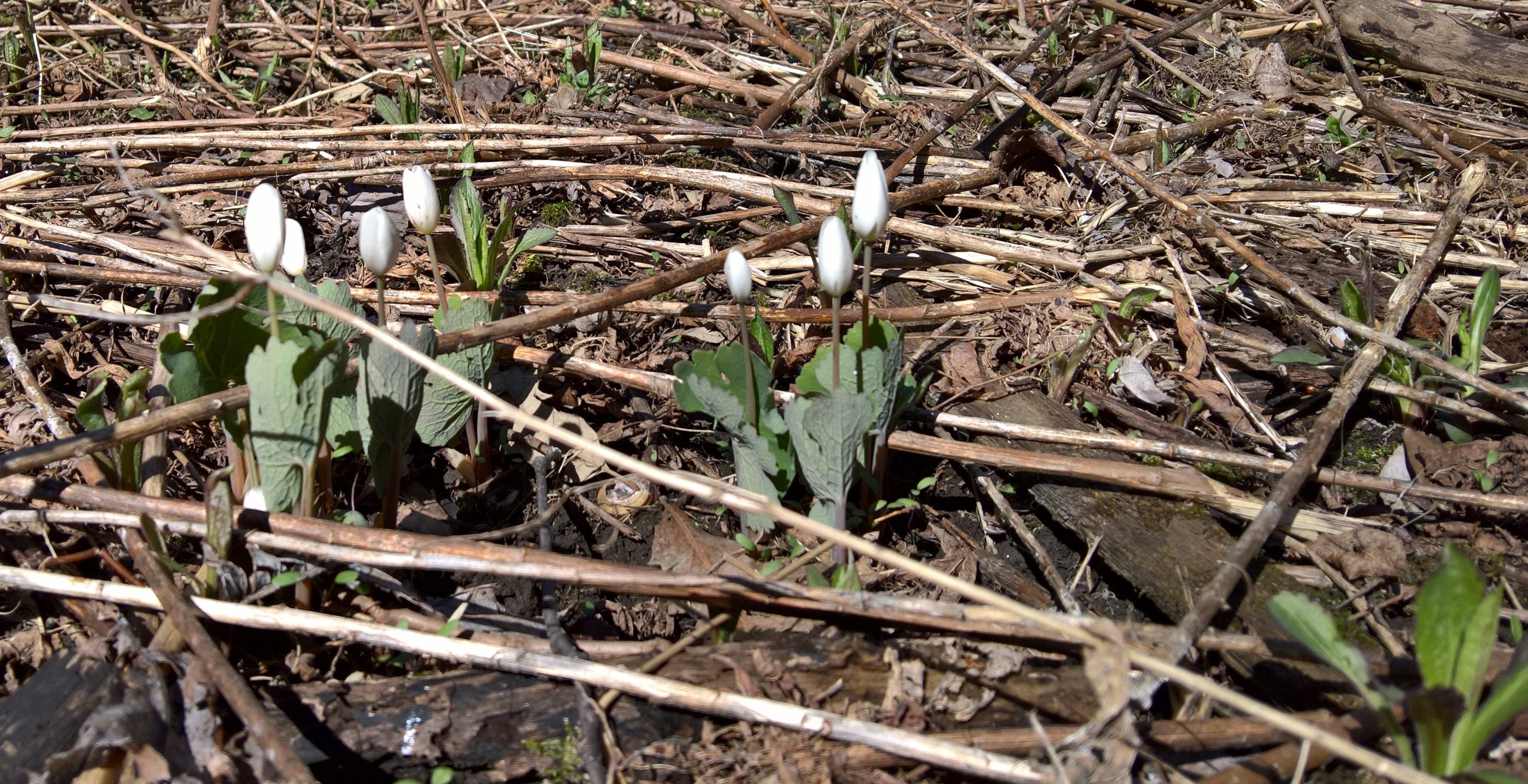 white crocus sprouting